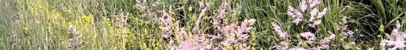 l'esprit des plantes