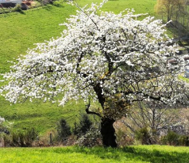 sons guérisseurs et soins de la nature